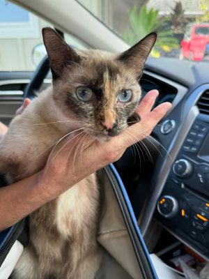 Francesca is a stunning 35-year-old calico Siamese mix with mesmerizing bright blue eyes and a quie