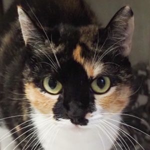 Zelda, Adult Female Domestic Short Hair