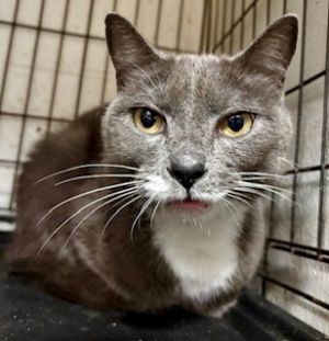 Lila, Adult Female unknown
