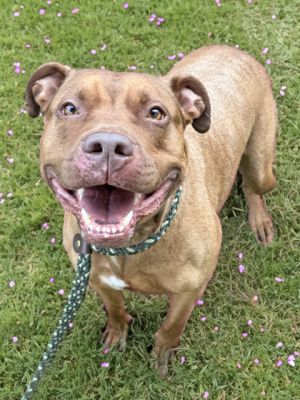 Ramona, Adult Female Pit Bull Terrier