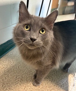 Ziggy, Adult Male Domestic Short Hair