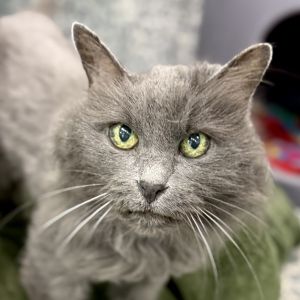 Chloe, Senior Female Domestic Long Hair