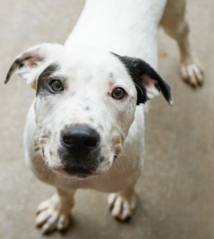Zeus, Young Male Labrador Retriever