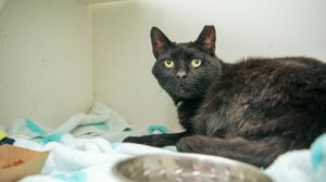 Sir Loin, Adult Male Domestic Short Hair