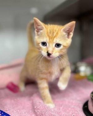 Purple Band, Baby Male Domestic Short Hair