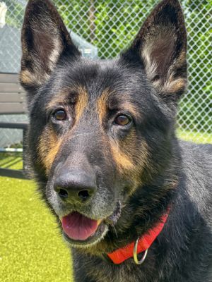 Cheeky Zeke, Adult Male German Shepherd Dog