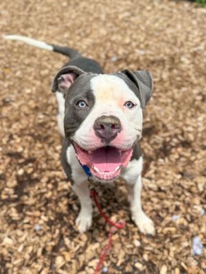 Wifi, Adult Male Mixed Breed