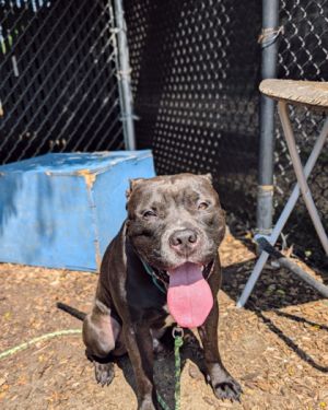Dooley, Adult Male Mixed Breed