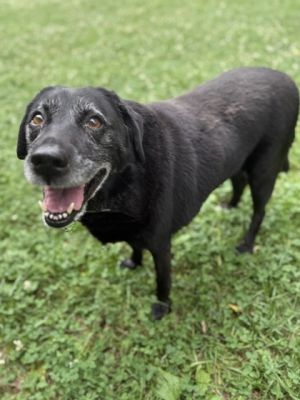 Dawn Mixed Breed Dog