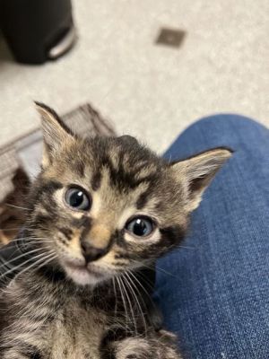 Blackjack Domestic Short Hair Cat