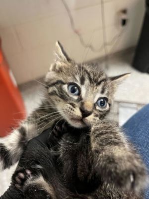 Chip Domestic Short Hair Cat