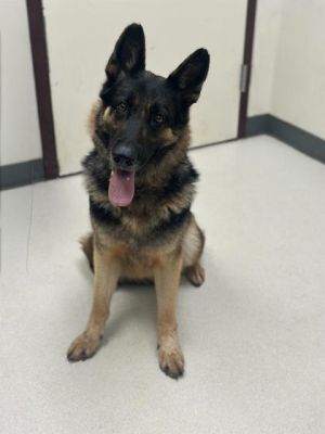 Asia, Adult Female German Shepherd Dog