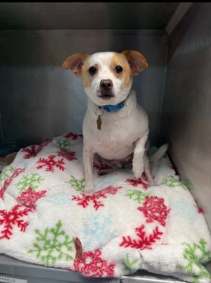 Squirt Terrier Dog
