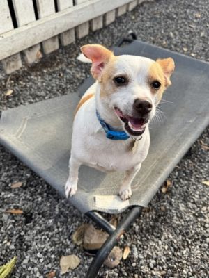 Meet Squirt This little piece of boudin impersonating a rat terrier mix came to our program back 