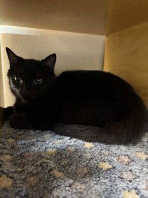 Velvet Domestic Short Hair Cat