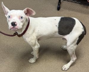Cander, Young Male Mixed Breed