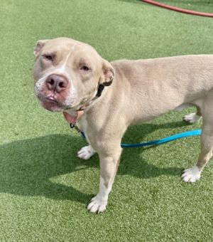 Churro, Adult Male Pit Bull Terrier