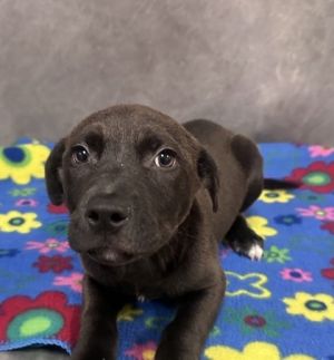 Tish, Baby Female Pit Bull Terrier