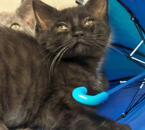 Sage, Baby Female Domestic Short Hair