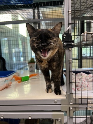 Jolene, an adoptable Domestic Medium Hair, Domestic Short Hair in Durango, CO, 81301 | Photo Image 1