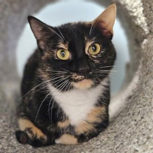 Lefty, Adult Female Domestic Short Hair