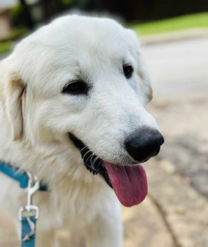 Jerry SAT, Adult Male Great Pyrenees