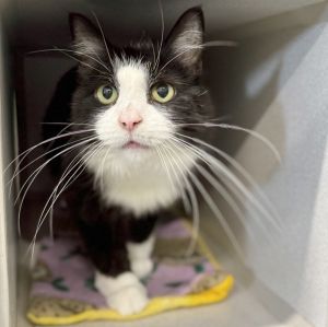 Penny, Adult Female Domestic Long Hair
