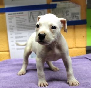 Mac, Baby Male Terrier