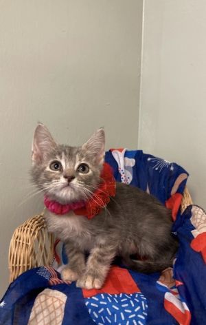Elsie, Baby Female Domestic Short Hair