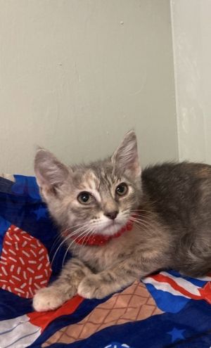 Eden, Baby Female Domestic Short Hair