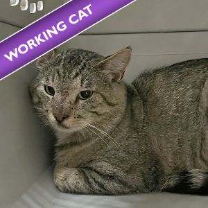Rufus, Adult Male unknown