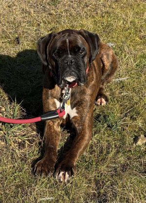 Roczen Boxer Dog