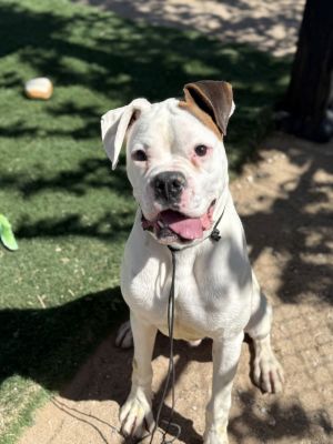 Theo Boxer Dog