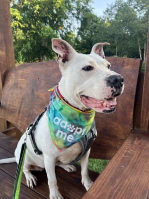 Summer Lovin&#39;, Adult Female Mixed Breed
