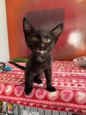 Sensei, Baby Male Domestic Short Hair