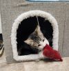 Kitten 27020 (Tommy) photo 1