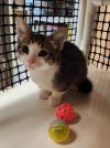 Kitten 27020 (Tommy) photo 2