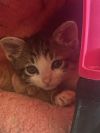 Kitten 27020 (Tommy) photo 3