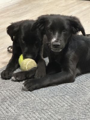 Sawyer, Baby Male Mixed Breed
