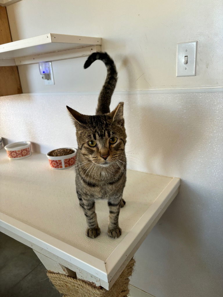 Teddy, an adoptable Domestic Short Hair in Emmett, ID, 83617 | Photo Image 1