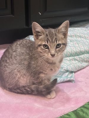 Hen, Baby Female Tabby