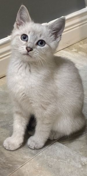 May, Baby Female Siamese