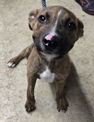 Culver, Baby Male Pit Bull Terrier