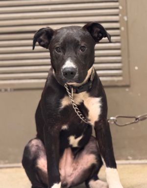 Mia, Young Female Pit Bull Terrier