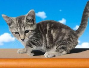 Rolenda, Young Female Domestic Short Hair