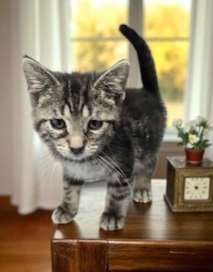Big Randy, Young Male Domestic Short Hair