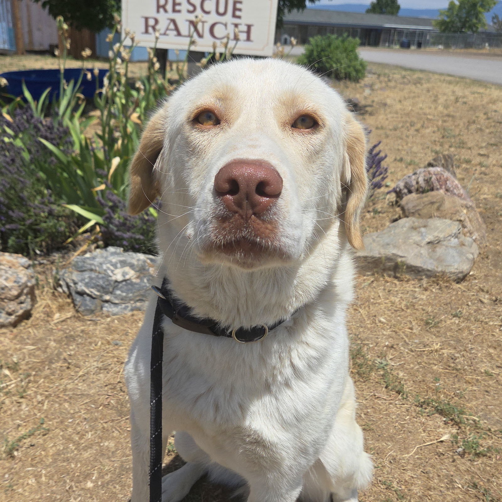 Jenna, an adoptable Akbash, Great Pyrenees in Yreka, CA, 96097 | Photo Image 1