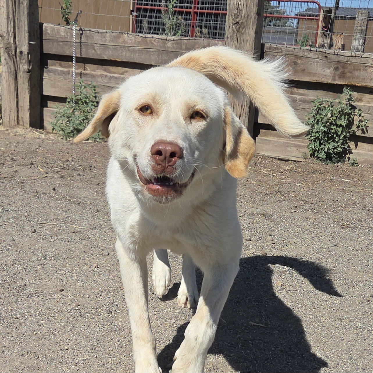 Jenna, an adoptable Akbash, Great Pyrenees in Yreka, CA, 96097 | Photo Image 2