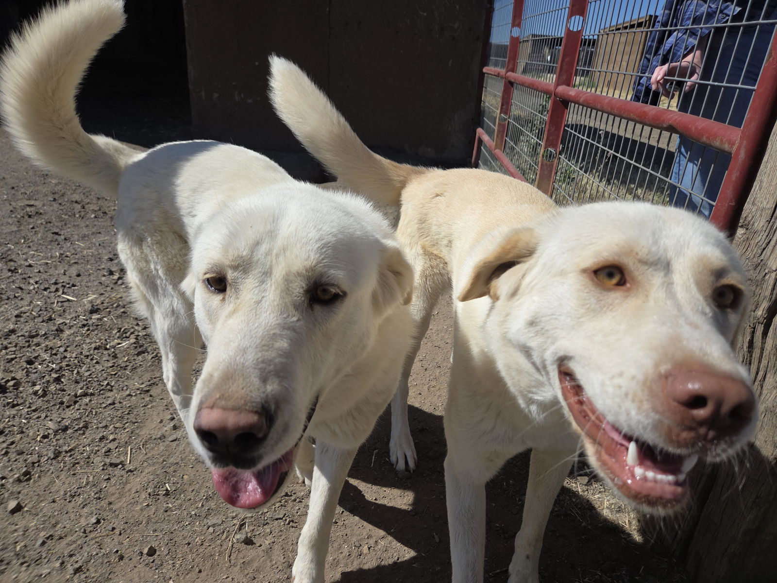 Jenna, an adoptable Akbash, Great Pyrenees in Yreka, CA, 96097 | Photo Image 3