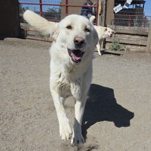 Callie, Adult Female Great Pyrenees